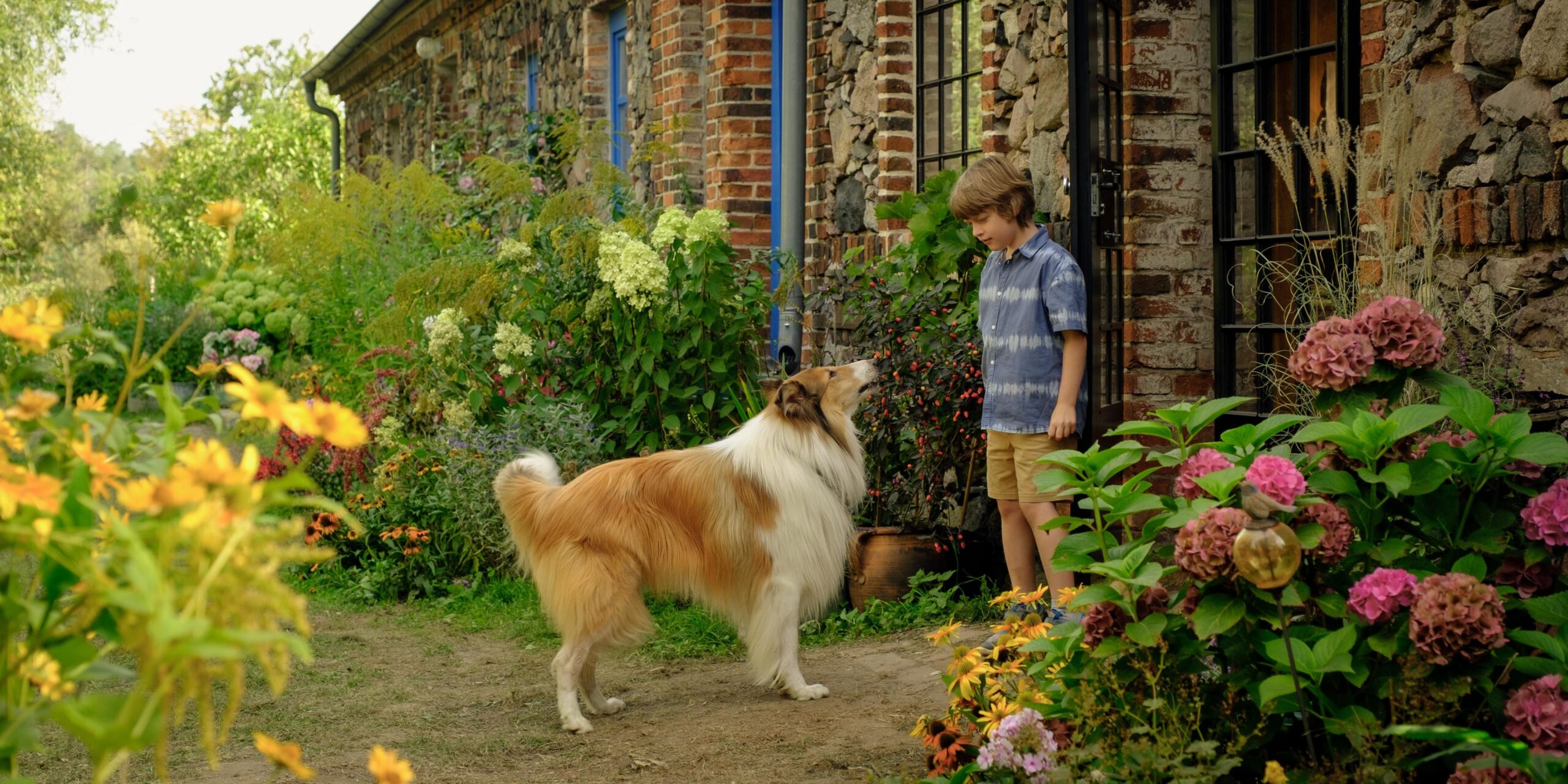 Lassie Ein Neues Abenteuer Film Rezensionen De