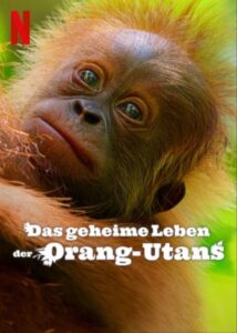 Das geheime Leben der Orang Utans Secret Lives of Orangutans Netflix Streamen online