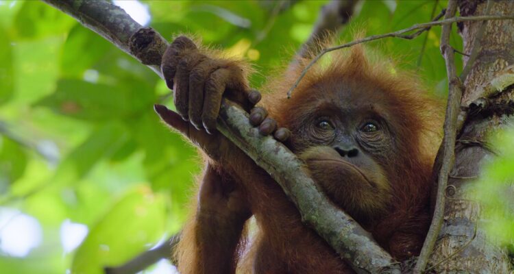 Das geheime Leben der Orang Utans Secret Lives of Orangutans Netflix Streamen online