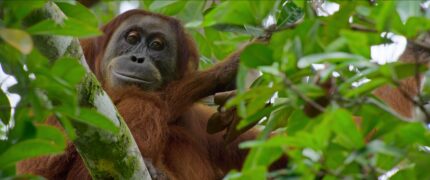 Das geheime Leben der Orang Utans Secret Lives of Orangutans Netflix Streamen online