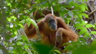 Das geheime Leben der Orang Utans Secret Lives of Orangutans Netflix Streamen online