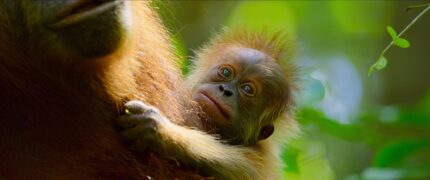 Das geheime Leben der Orang Utans Secret Lives of Orangutans Netflix Streamen online