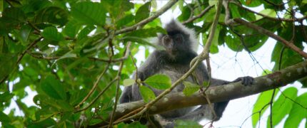 Das geheime Leben der Orang Utans Secret Lives of Orangutans Netflix Streamen online