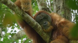 Das geheime Leben der Orang Utans Secret Lives of Orangutans Netflix Streamen online