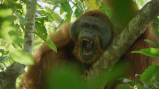 Das geheime Leben der Orang Utans Secret Lives of Orangutans Netflix Streamen online