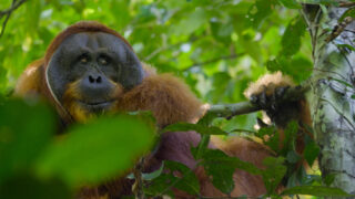 Das geheime Leben der Orang Utans Secret Lives of Orangutans Netflix Streamen online