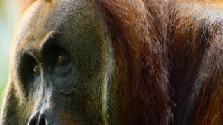 Das geheime Leben der Orang Utans Secret Lives of Orangutans Netflix Streamen online