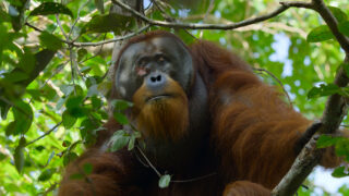 Das geheime Leben der Orang Utans Secret Lives of Orangutans Netflix Streamen online