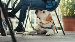 Was Hunde denken Inside The Mind Of A Dog Netflix Streamen online