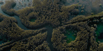 Caddo Lake