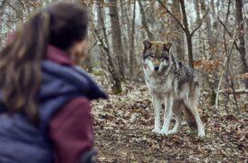 Wolfsland - Schwarzer Spiegel TV Fernsehen Das Erste ARD Streamen online Mediathek Video on Demand DVD kaufen