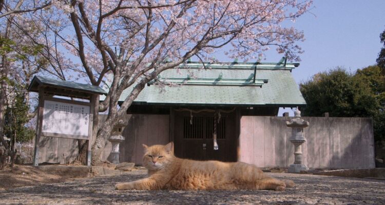 Die Katzen vom Gokogu Schrein Gogoku no neko