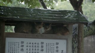 Die Katzen vom Gokogu Schrein Gogoku no neko