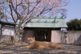 Die Katzen vom Gokogu Schrein Gogoku no neko