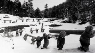 Hundreds of Beavers